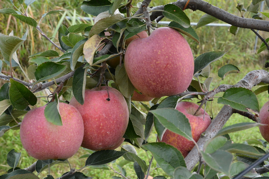 Malus domestica Borkh (감홍, Gamhong apple) Sugar contents 17 brix Average. We, Korean say, Most delicious apple! Now it&#039;s best season!  Apple,Fall,Geotagged,Malus domestica,Malus domestica Borkh,South Korea