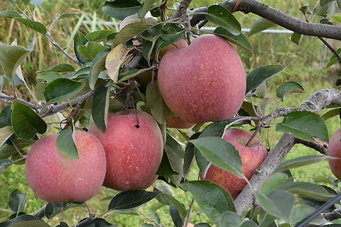 Malus domestica Borkh (감홍, Gamhong apple) Sugar contents 17 brix Average. We, Korean say, Most delicious apple! Now it's best season!  Apple,Fall,Geotagged,Malus domestica,Malus domestica Borkh,South Korea