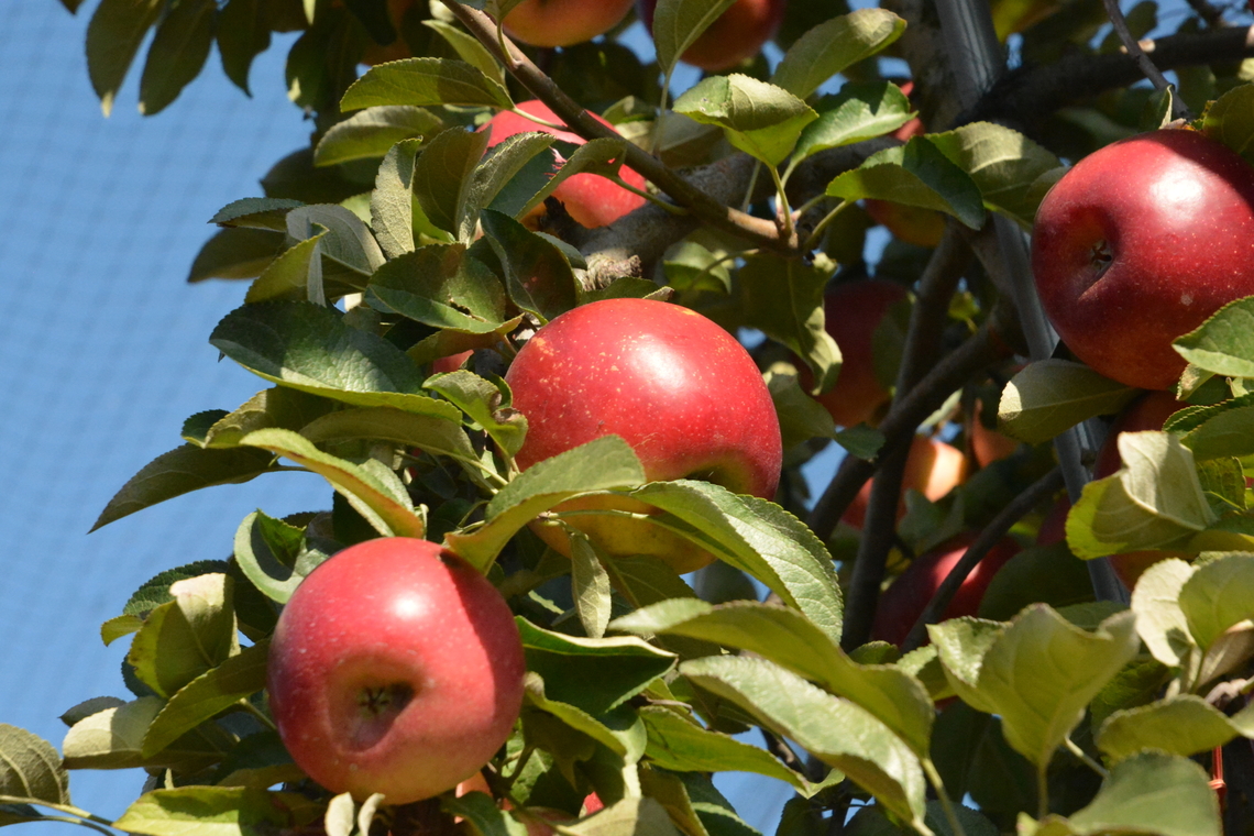 Malus Pumila Mill (아리수 사과, Arisu apple) People say it&#039;s second delicious apple. Recently developed from KOREA. October is best season. Apple,Arisu apple,Fall,Geotagged,Malus Pumila Mill,Malus domestica,South Korea,아리수사과