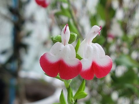 Salvia, Hot Lips  Baby sage,Geotagged,Salvia microphylla,South Korea,Winter