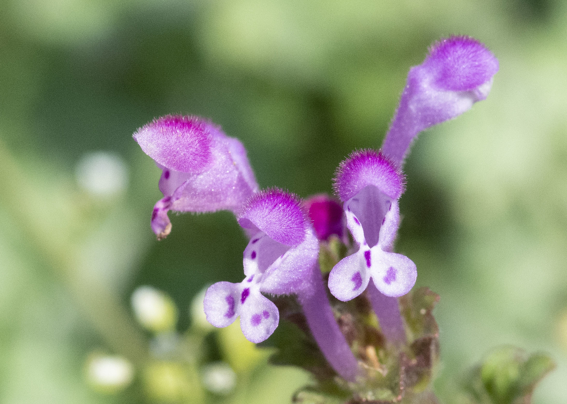 Lamium amplexicaule, 자주광대나물, deadnettle  Geotagged,Henbit Deadnettle,Lamium amplexicaule,South Korea,Spring
