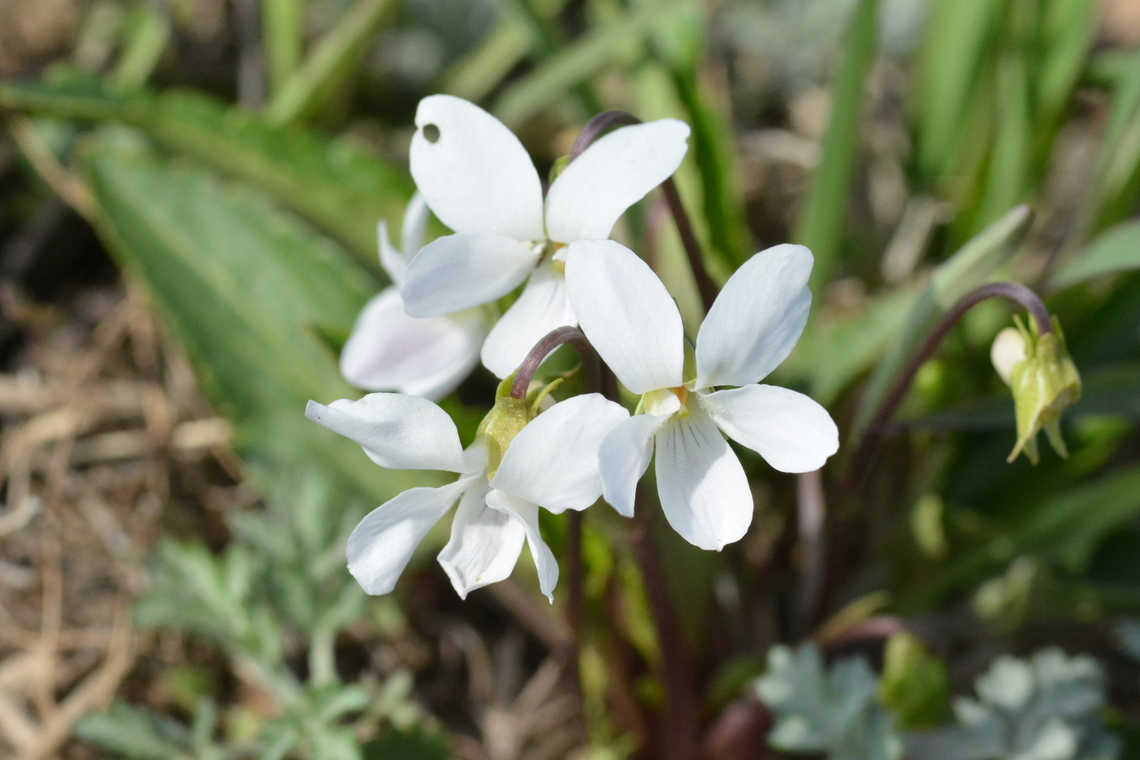 Viola Petrinii DC, 흰제비꽃 <a href="https://species.nibr.go.kr/species/speciesDetail.do?ktsn=120000061087" rel="nofollow">https://species.nibr.go.kr/species/speciesDetail.do?ktsn=120000061087</a><br />
 Geotagged,South Korea,Spring,Viola Petrinii DC,Viola patrinii,흰제비꽃