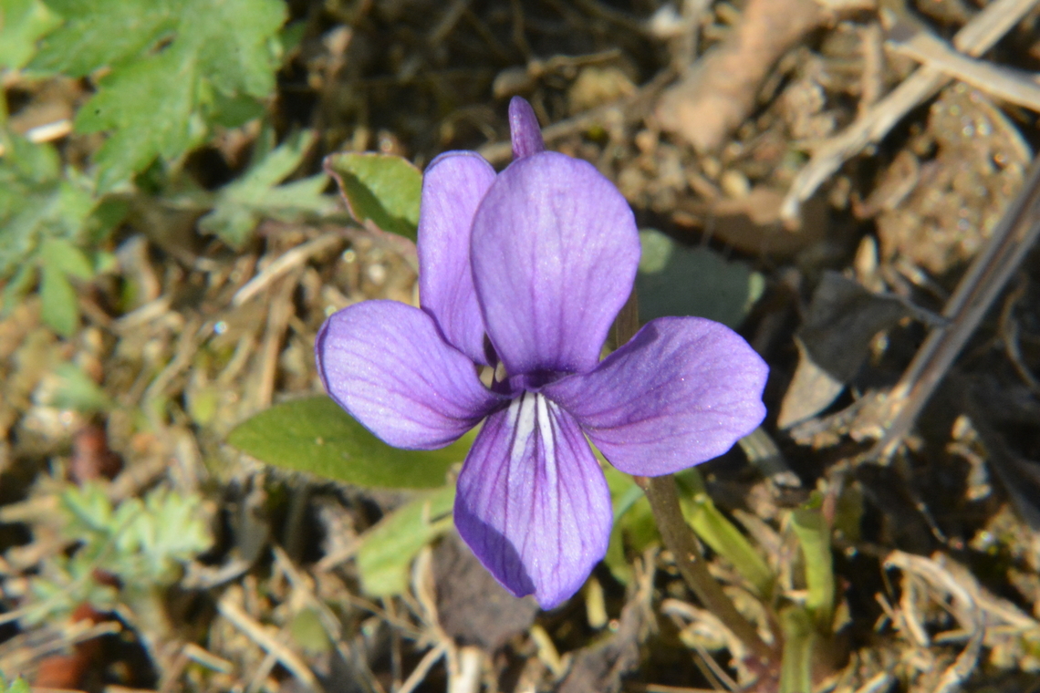 Viola odorata, South Korea  Geotagged,South Korea,Spring,Viola odorata,Wood violet