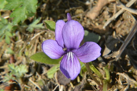 Viola odorata, South Korea  Geotagged,South Korea,Spring,Viola odorata,Wood violet