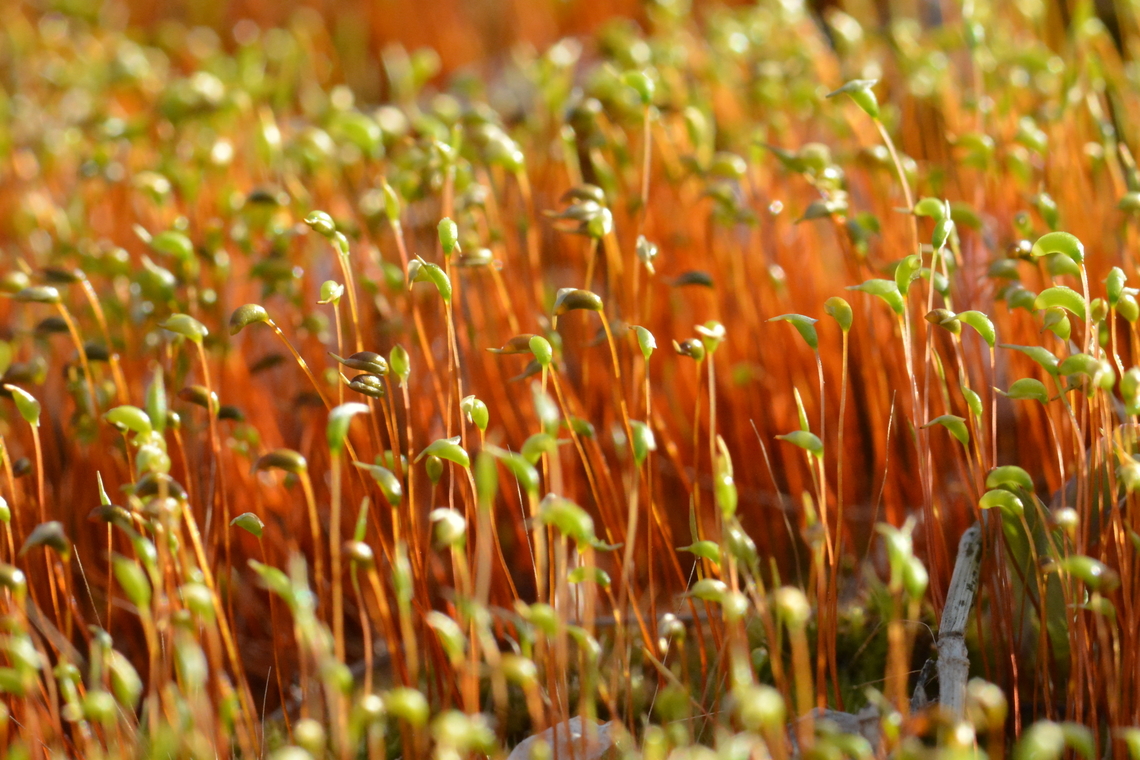 Hypnum cupressiforme, 깃털이끼 Shoots of Hypnum<br />
<a href="https://species.nibr.go.kr/species/speciesDetail.do?ktsn=120000054337" rel="nofollow">https://species.nibr.go.kr/species/speciesDetail.do?ktsn=120000054337</a> Cypress-leaved plaitmoss,Geotagged,Hypnum cupressiforme,South Korea,Spring,깃털이끼