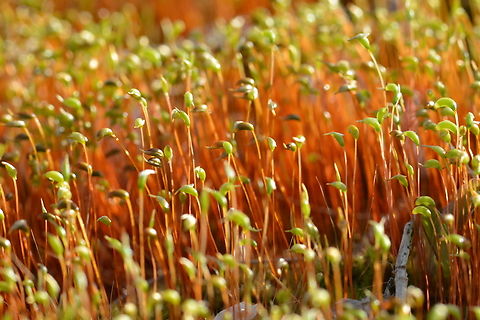 Hypnum cupressiforme, 깃털이끼 Shoots of Hypnum
https://species.nibr.go.kr/species/speciesDetail.do?ktsn=120000054337 Cypress-leaved plaitmoss,Geotagged,Hypnum cupressiforme,South Korea,Spring,깃털이끼