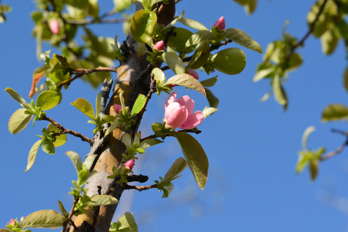 Pseudocydonia sinensis, 모과꽃  Geotagged,Pseudocydonia,Pseudocydonia sinensis,South Korea,Spring,모과꽃