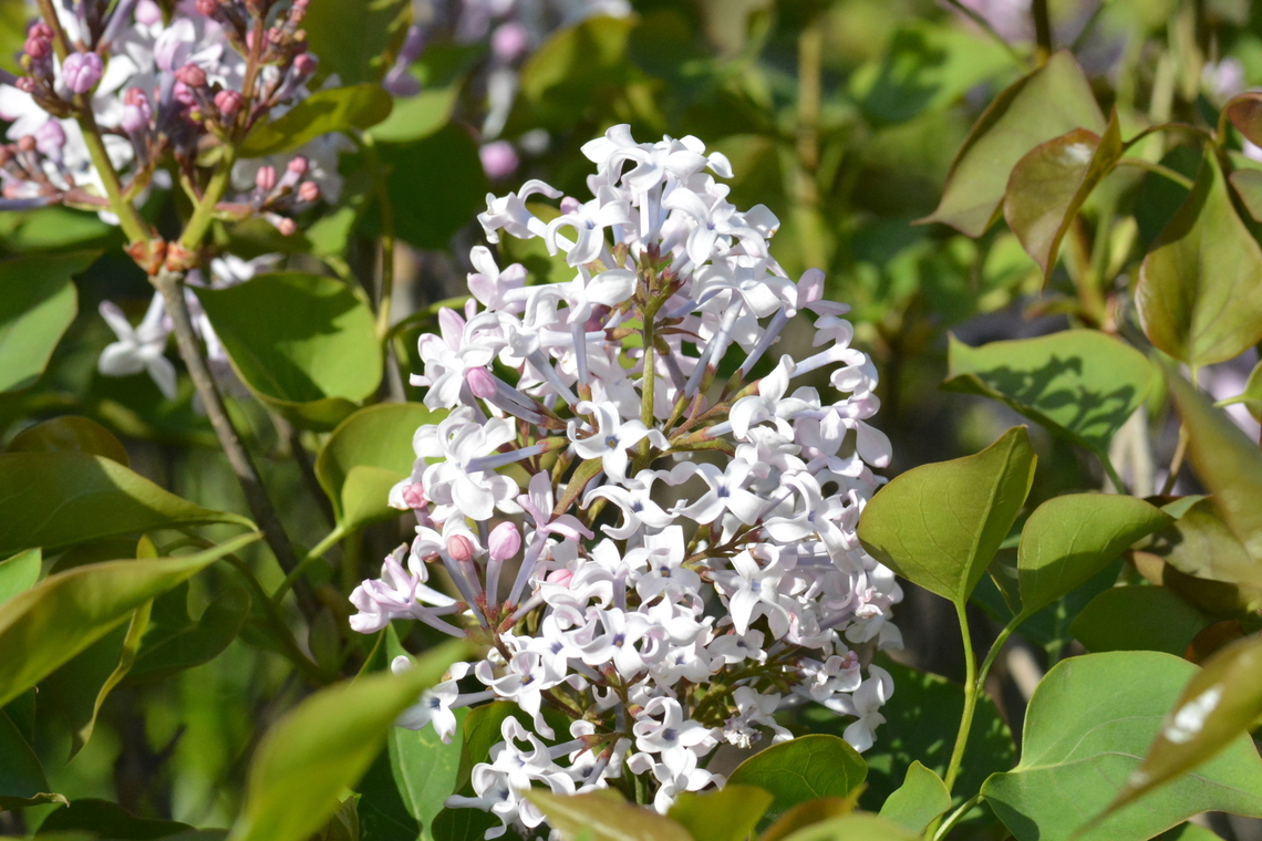 Syringa Vulgaris, 라일락  Common lilac,Geotagged,South Korea,Spring,Syringa Vulgaris,Syringa vulgaris,라일락