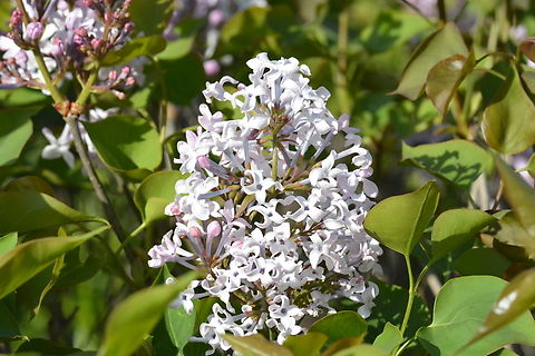 Syringa Vulgaris, 라일락  Common lilac,Geotagged,South Korea,Spring,Syringa Vulgaris,Syringa vulgaris,라일락