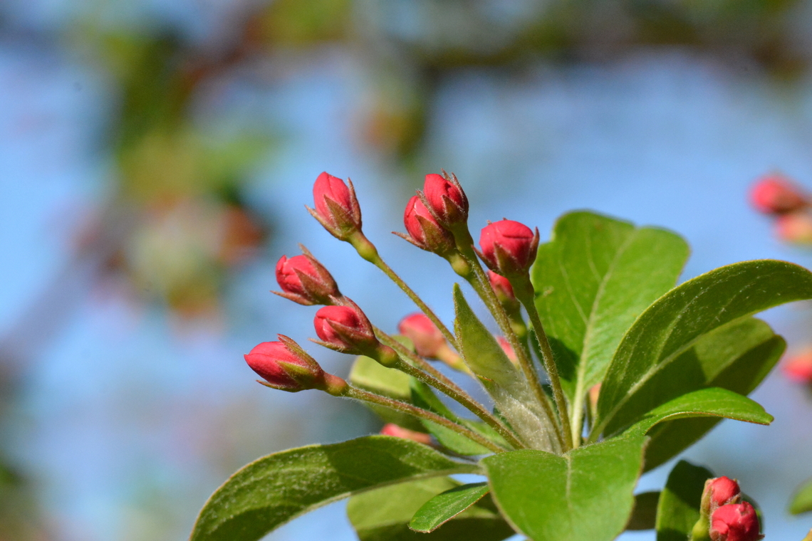 Malus prunifolia, 꽃사과  Geotagged,Malus prunifolia,South Korea,Spring,꽃사과