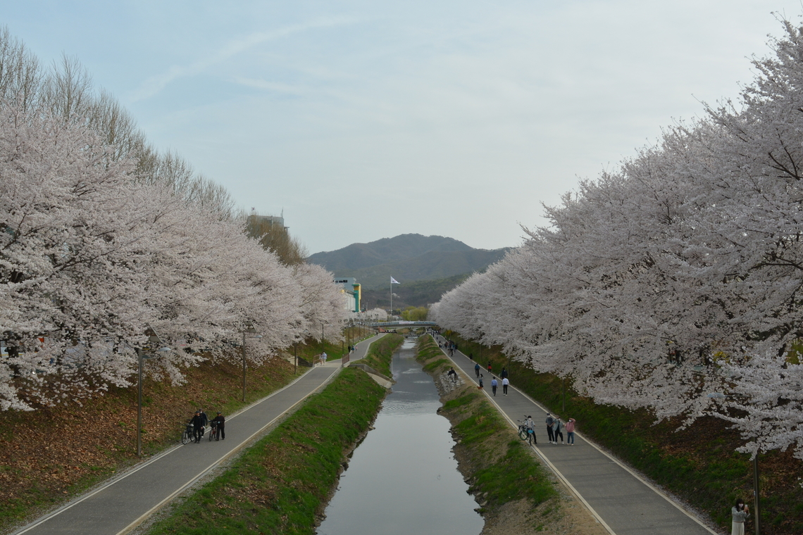 Prunus avium, 벗나무 Some people know, generally, it's Japan's national flower. One of the reason is there are so many cherry blossoms there, but it's an unofficial. In Japan, the Chrysanthemum is recognized as the national flower. In fact, you can find much more that flowers here in Korea. Early April is best season. You can meet them every corner of our country. Geotagged,Prunus avium,South Korea,Spring,Wild cherry,cherry blossoms,벗나무,양재천벗꽃,여의천벗꽃