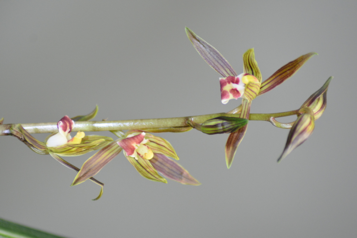 Cymbidium kanran, 동양란 We call it 동양란 in Korea, meaning East Orchids. High class of Japanese as well as Korean likes it. Cold-growing cymbidium,Cymbidium kanran,Geotagged,South Korea,Winter,east orchids,동양란