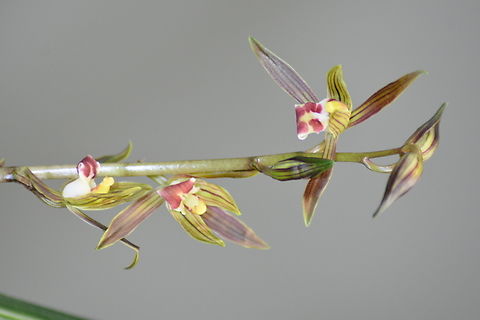 Cymbidium kanran, 동양란 We call it 동양란 in Korea, meaning East Orchids. High class of Japanese as well as Korean likes it. Cold-growing cymbidium,Cymbidium kanran,Geotagged,South Korea,Winter,east orchids,동양란