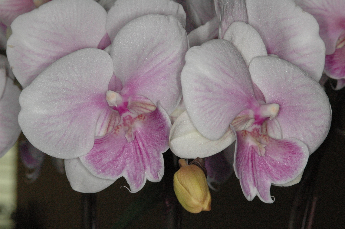 Phalaenopsis species, 호접란 Similar to Phalaenopsis stuartiana, but I couldn&#039;t find it&#039;s exact scientific classification. Might be developed recently, I think. Help me, please! Commonly we call it as &#039;West Orchids&#039; in Korea. Geotagged,Phalaenopsis species,South Korea,West orchids,Winter,호접란