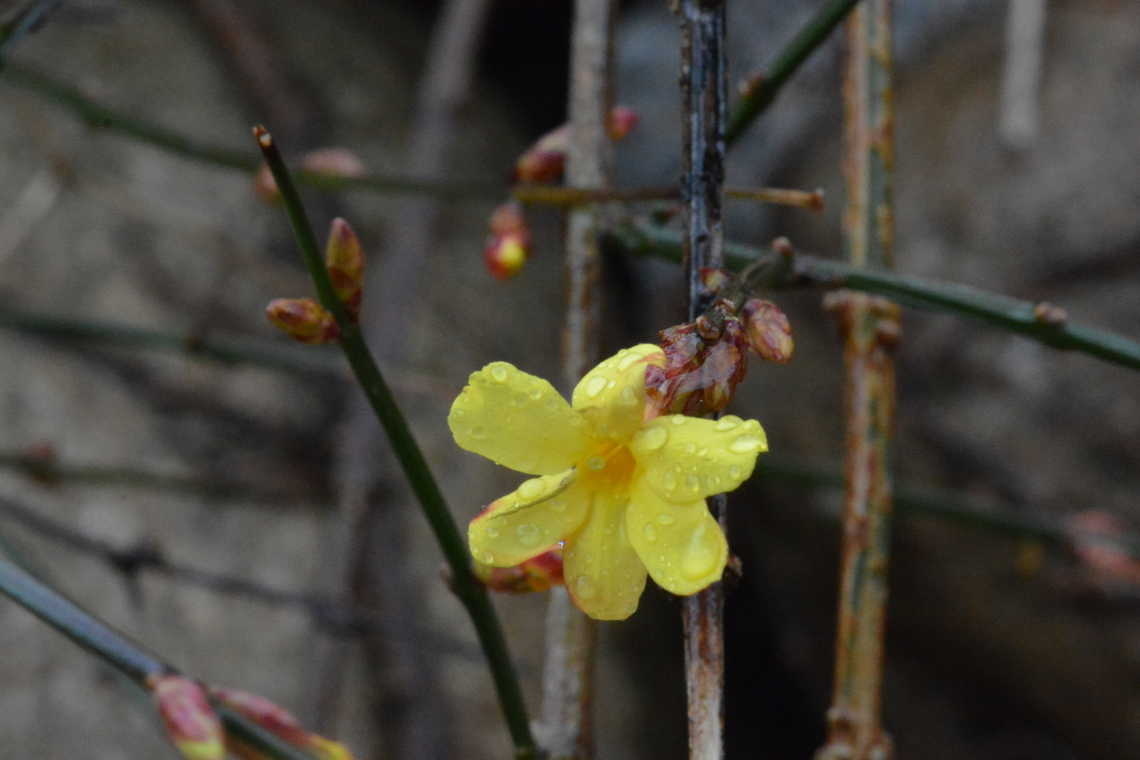 Jasminum nudiflorum, 영춘화, Winter Jasmine Like it&#039;s name, Winter Jasmine, it&#039;s one of the earliest flower to bloom.  Geotagged,Jasminum nudiflorum,South Korea,Winter,Winter Jasmine,Winter jasmine,영춘화