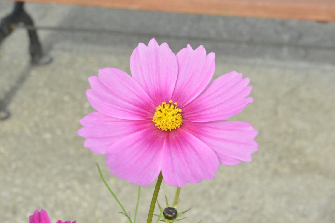 Cosmos bipinnatus, 코스모스 Normally it&#039;s found in Autumn, but sometimes makes me happy in spring. Cosmos bipinnatus,Fall,Garden Cosmos,Geotagged,South Korea,코스모스