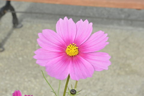 Cosmos bipinnatus, 코스모스 Normally it's found in Autumn, but sometimes makes me happy in spring. Cosmos bipinnatus,Fall,Garden Cosmos,Geotagged,South Korea,코스모스