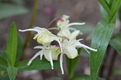 Epimedium Koreanum, 삼지구엽초 common name, horny goat weed Barrenwort,Epimedium Koreanum,Epimedium koreanum,Geotagged,Korean Barrenwort,South Korea,Spring,삼지구엽초