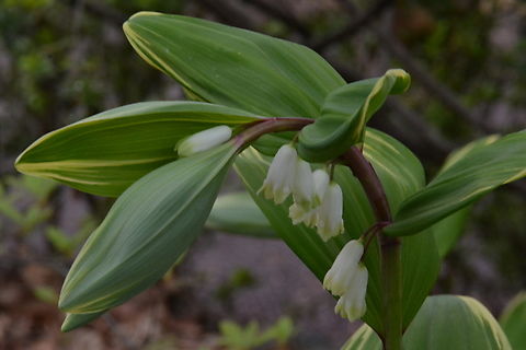 Polygonatum odoratum, 둥굴레 Koreans enjoy it's root as a special tea. Geotagged,Polygonatum odoratum,South Korea,Spring,둥굴레