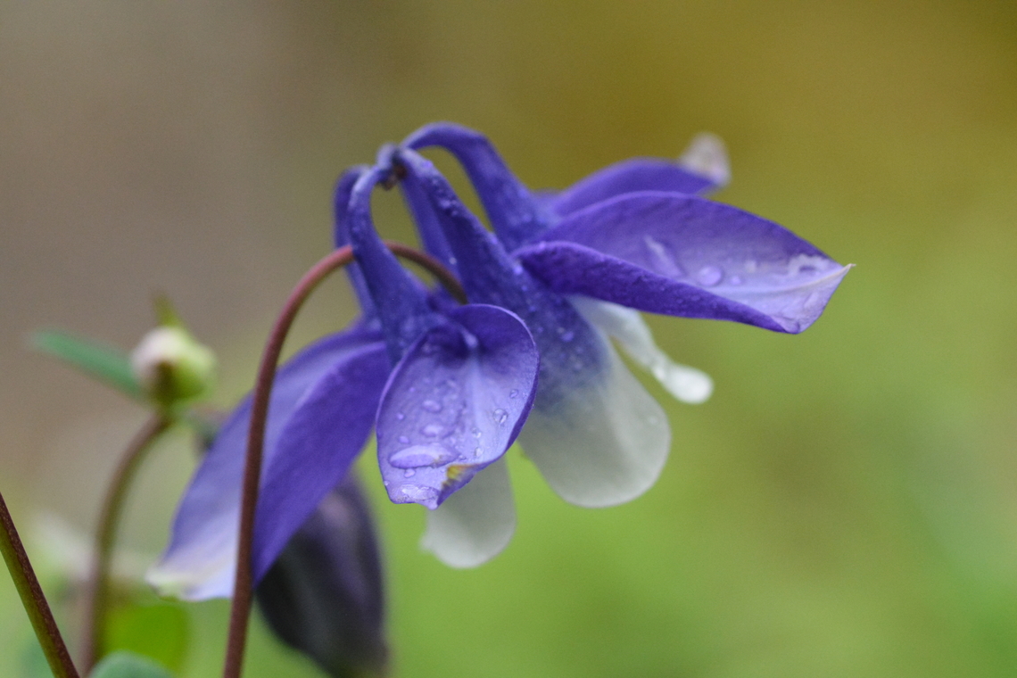 Aquilegia olympica, 하늘매발톱 No common in Korea, but sometimes in garden. Aquilegia olympica,Geotagged,South Korea,Spring,하늘매발톱