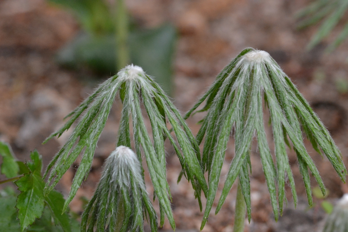 Syneilesis palmata, 우산나물 Young Syneilesis, we enjoy the young leaves as a vegetable, believing good for health.<br />
Korean name, 우산나물, refer to 'umbrella vegetable'. Geotagged,South Korea,Spring,Syneilesis palmata,우산나물
