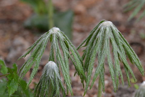 Syneilesis palmata, 우산나물 Young Syneilesis, we enjoy the young leaves as a vegetable, believing good for health.
Korean name, 우산나물, refer to 'umbrella vegetable'. Geotagged,South Korea,Spring,Syneilesis palmata,우산나물