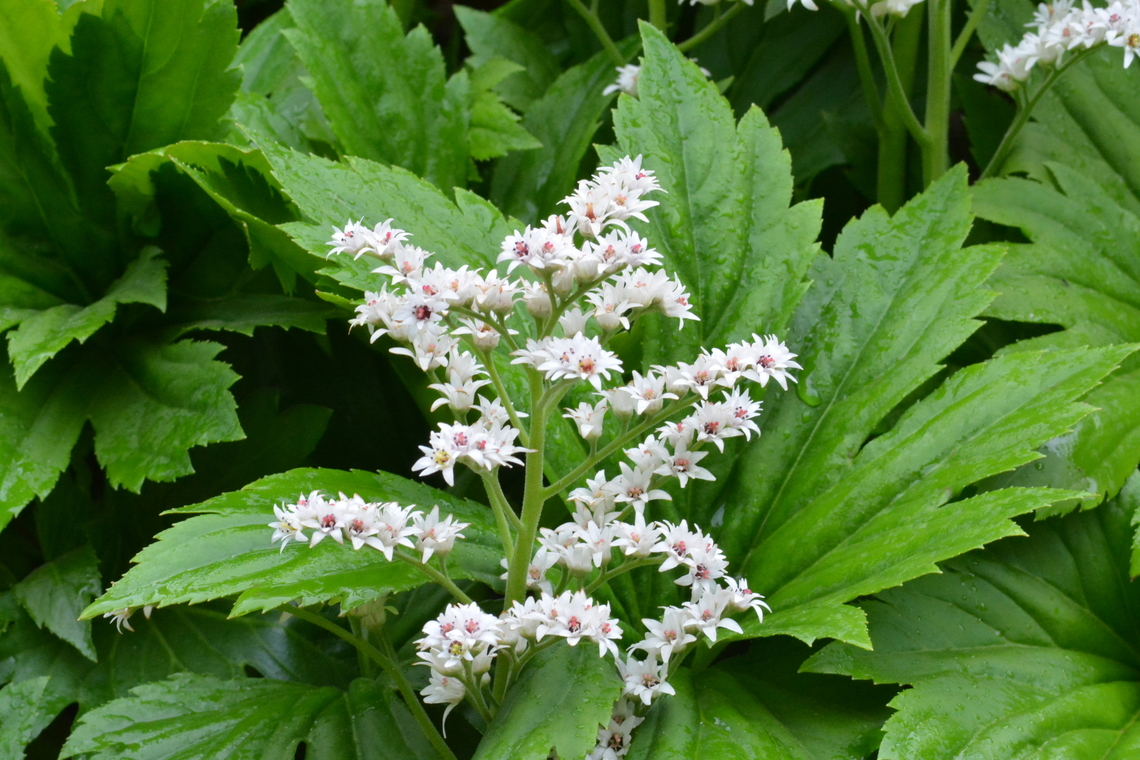 Mukdenia rossii, 돌단풍 Korean, 돌단풍, meaning &#039;flower in rocks&#039;, generally found in rocky place. Geotagged,Mukdenia rossii,South Korea,Spring,돌단풍