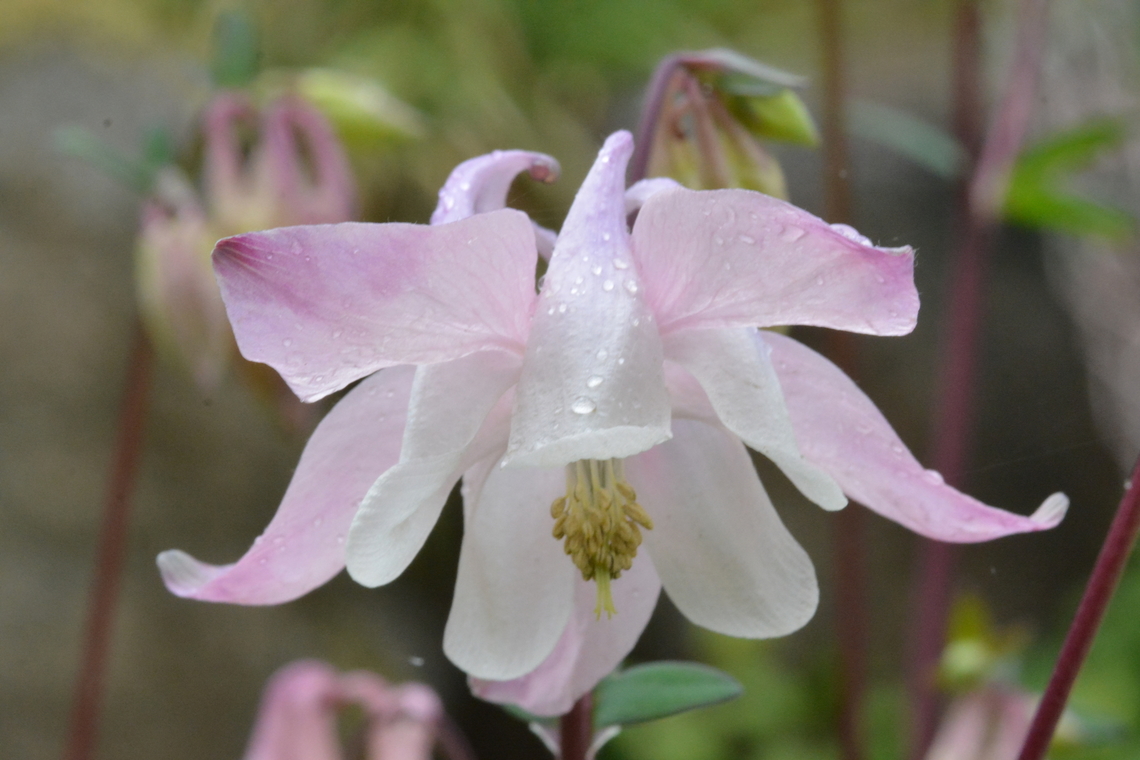 Aquilegia laramiensis, 매발톱 Korean name, &#039;claw of hawk&#039; Aquilegia laramiensis,Geotagged,South Korea,Spring