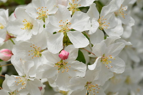 Malus prunifolia, 꽃사과 Full bloomed 'Flower Apple'.  Geotagged,Malus prunifolia,Pear-leaf Crabapple,South Korea,Spring,꽃사과