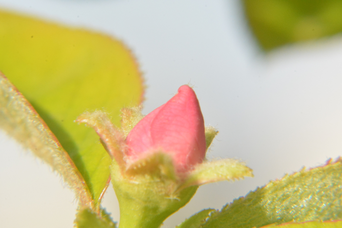 Pseudocydonia Sinensis, 모과꽃 Shooting Seudocydonia Sinensis. Geotagged,Pseudocydonia,Pseudocydonia sinensis,South Korea,Spring,seudocydonia sinensis,모과꽃