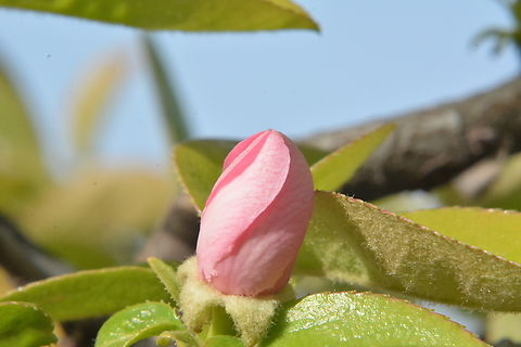 Pseudocydonia Sinensis, 모과꽃 Young Pseudocydonia Sinensis flower Geotagged,Pseudocydonia,Pseudocydonia Sinensis,Pseudocydonia sinensis,South Korea,Spring,모과꽃