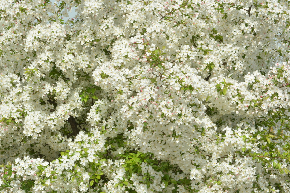 Malus prunifolia, 꽃사과 Full Bloomed &#039;Flower Apple&#039; Geotagged,Malus prunifolia,Pear-leaf Crabapple,South Korea,Spring,꽃사과