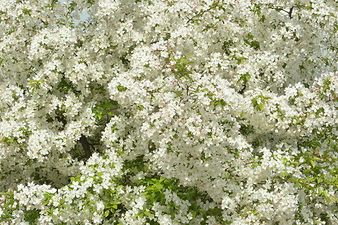 Malus prunifolia, 꽃사과 Full Bloomed 'Flower Apple' Geotagged,Malus prunifolia,Pear-leaf Crabapple,South Korea,Spring,꽃사과