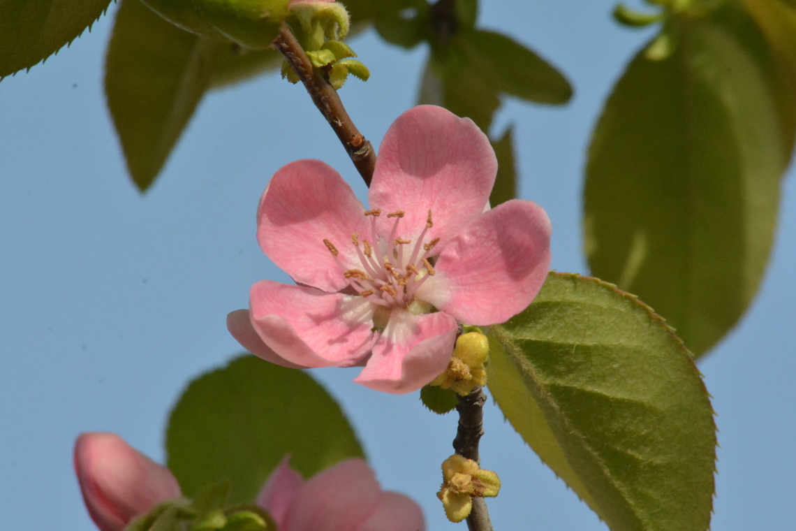 Pseudocydonia sinensis  Geotagged,Pseudocydonia,Pseudocydonia sinensis,South Korea,Spring