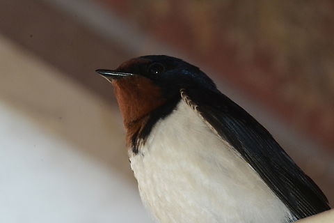 Hirundo rustica, 제비 Every spring, we welcome Barn Swallows coming. They make their nests under the eaves and raise their children. Leave here with summer.  Barn Swallow,Geotagged,Hirundo rustica,South Korea,Spring,강남제비