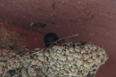 Hirundo rustica, 제비 Nesting for children. Barn Swallow,Geotagged,Hirundo rustica,South Korea,Spring,집짓는제비