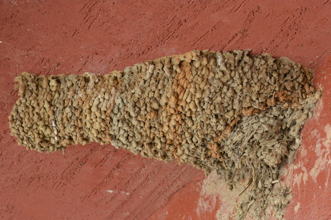 Hirundo rustica, 제비집 Barn Swallow&#039;s luxury house Barn Swallow,Geotagged,Hirundo rustica,South Korea,Spring,제비집