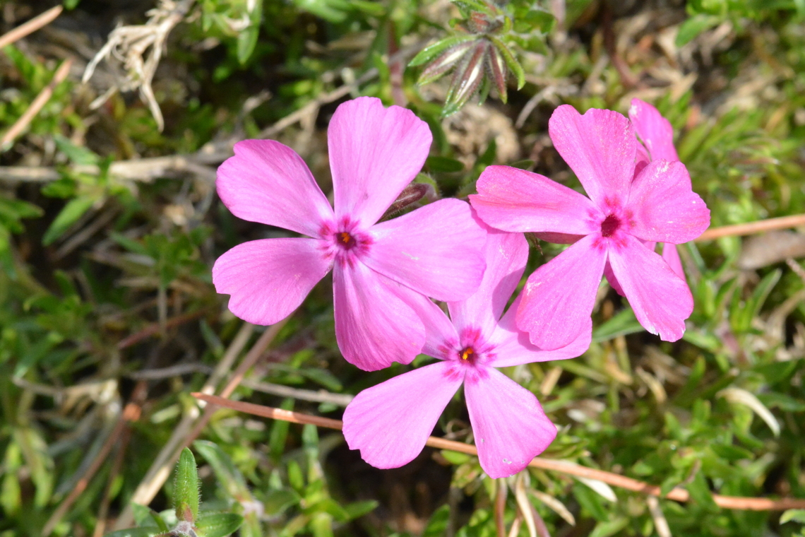 Phlox subulata, 꽃잔디  Geotagged,Moss Phlox,Phlox subulata,South Korea,Spring,꽃잔디