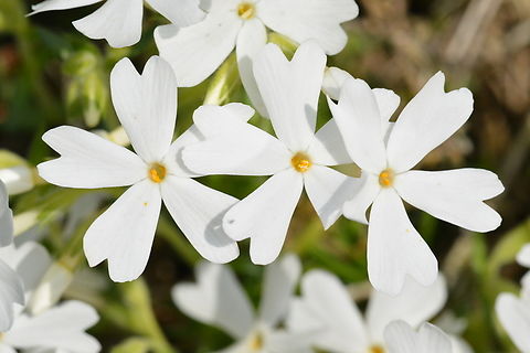 Phlox subulata, 꽃잔디  Geotagged,Moss Phlox,Phlox subulata,South Korea,Spring,꽃잔디