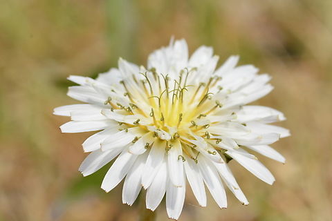 taraxacum coreanum, 흰민들레 Korean native Dandelion Geotagged,Korean Dandelion,South Korea,Spring,Taraxacum coreanum,taraxacum coreanum,흰민들레