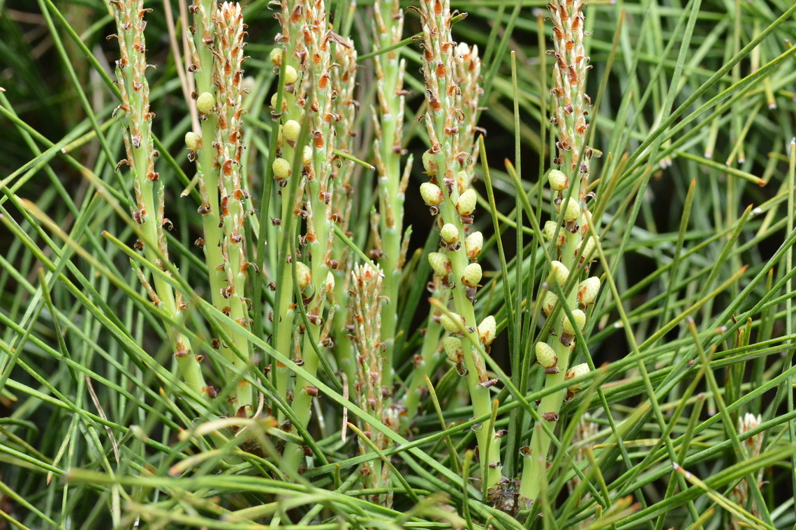 Pinus densiflora, 소나무 Korea&#039;s representative tree Geotagged,Japanese Red Pine,Pinus densiflora,South Korea,Spring,소나무