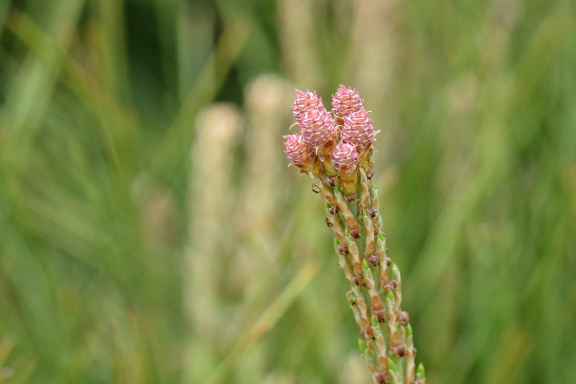 Pinus densiflora, 소나무 Flower of Pinus densiflora Geotagged,Japanese Red Pine,Pinus densiflora,South Korea,Spring,소나무