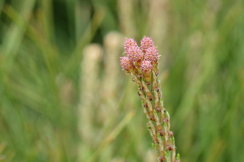 Pinus densiflora, 소나무 Flower of Pinus densiflora Geotagged,Japanese Red Pine,Pinus densiflora,South Korea,Spring,소나무