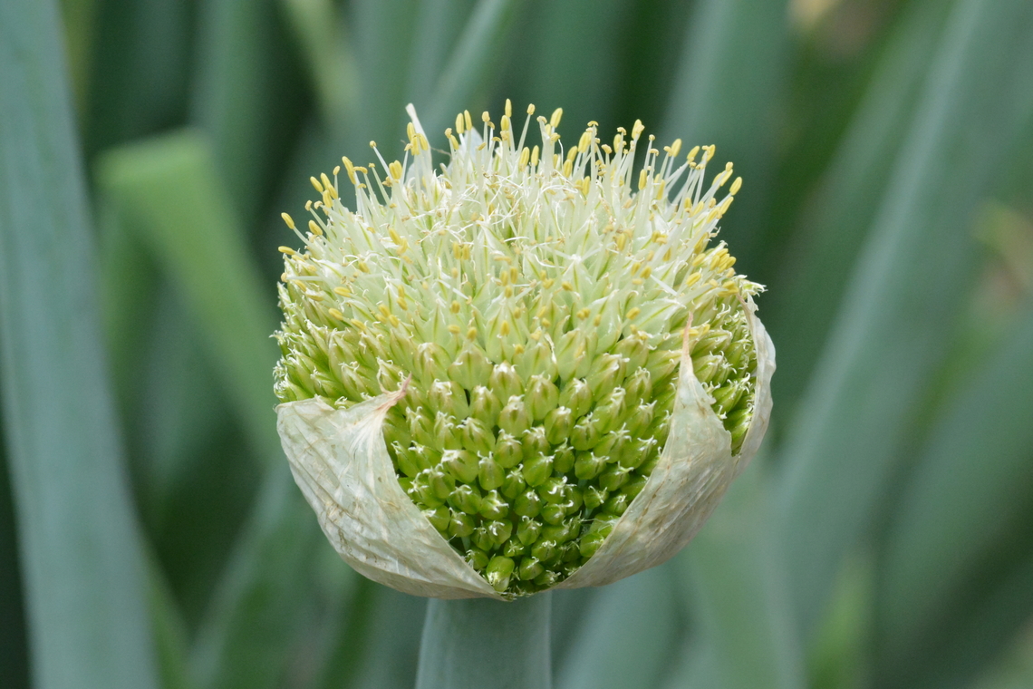 Allium fistulosum, 대파 Flower of Welsh onion. We love this Welsh onion as well as garlic. They are good match for any dishes. Allium fistulosum,Geotagged,South Korea,Spring,Welsh onion