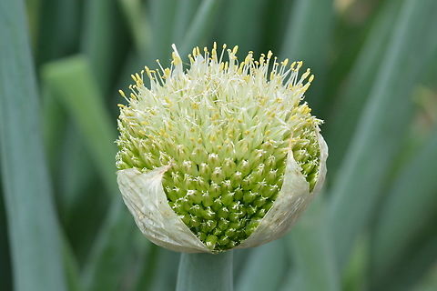 Allium fistulosum, 대파 Flower of Welsh onion. We love this Welsh onion as well as garlic. They are good match for any dishes. Allium fistulosum,Geotagged,South Korea,Spring,Welsh onion