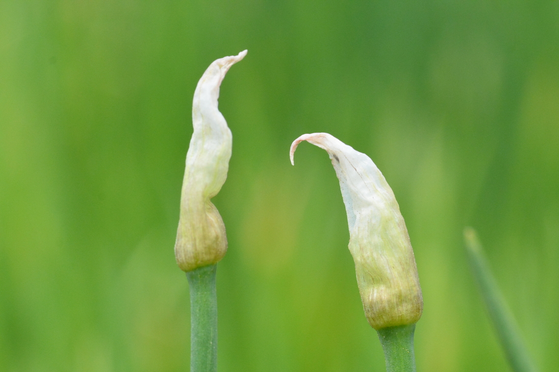 Allium × proliferum, 쪽파 before budding Allium cepa,Allium hybrid,Allium × proliferum,Geotagged,Onion,South Korea,Spring,Tree onion,쪽파-