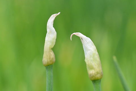 Allium × proliferum, 쪽파 before budding Allium cepa,Allium hybrid,Allium × proliferum,Geotagged,Onion,South Korea,Spring,Tree onion,쪽파-