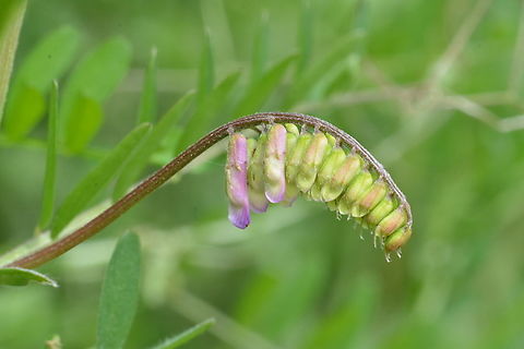 Vicia villosa, 샌드벳지 Young  hairy vetch. Geotagged,Hairy vetch,South Korea,Spring,Vicia villosa,샌드벳지