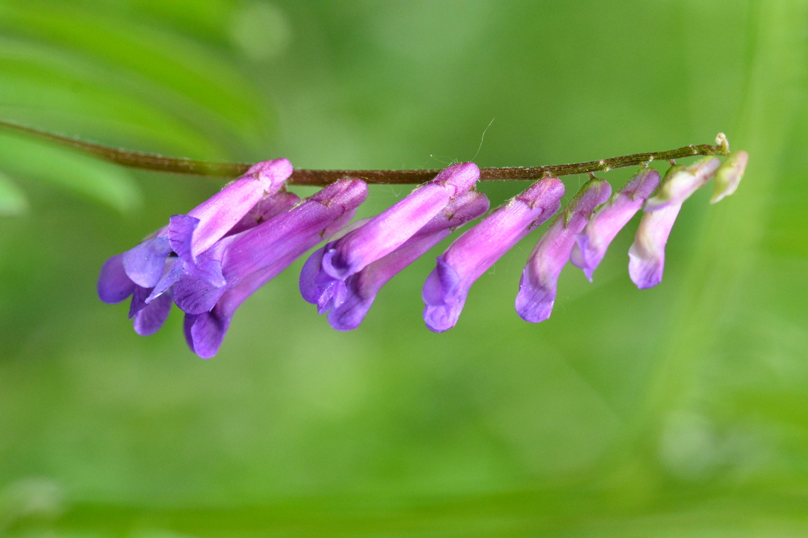 Vicia villosa, 샌드벳지  Geotagged,Hairy vetch,South Korea,Spring,Vicia villosa,샌드벳지