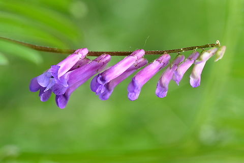 Vicia villosa, 샌드벳지  Geotagged,Hairy vetch,South Korea,Spring,Vicia villosa,샌드벳지